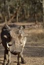 Free Warthog Stock Photography - 1134662