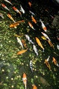 Free Coi Pond Royalty Free Stock Photos - 1135618