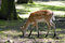 Free The Deer Stock Photography - 1131752