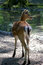 Free The Deer (part 2) Royalty Free Stock Photography - 1131817