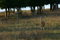 Free Alert Deer With Leg Raised Ready To Stomp A Warning Royalty Free Stock Images - 1134259