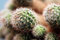 Free Cactus Royalty Free Stock Photography - 1134457