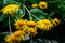 Free Yellow Flowers Bouquet Stock Photos - 1138323