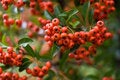 Free Red Tiny Fruits Lost In Focus Stock Image - 11377841