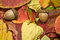 Free Autumn Beautiful Colored Leaves And Acorns Stock Image - 11378111