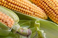 Free Corn In Ears Stock Photography - 1141842