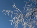 Free Icy Branch Stock Photography - 1145152