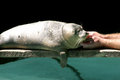 Free Seal Stock Photography - 1147712