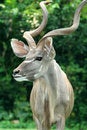 Free Deer Stock Image - 1148011