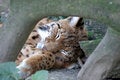 Free Lynx Stock Photo - 1148220