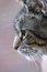 Free Tabby Cat Profile Royalty Free Stock Photography - 1144157