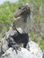 Free Iguana Royalty Free Stock Images - 1146339