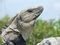Free Iguana Royalty Free Stock Photo - 1146365