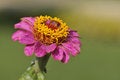 Free Pink Flower Zinnia Royalty Free Stock Photo - 11402155