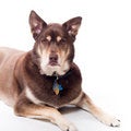 Free Handsome Husky Lab Mixed Breed Royalty Free Stock Image - 11402166