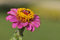 Free Pink Flower Zinnia Royalty Free Stock Photo - 11402155