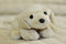 Free Stuffed Dog Stock Photos - 11402343