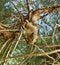 Free Squirrel Royalty Free Stock Photography - 11437137