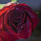 Free Red Rose With Blue Water Drops Royalty Free Stock Images - 11481939