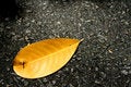 Free Fallen Leaf Royalty Free Stock Photo - 1150225
