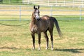 Free Gray Gelding Stock Photography - 1150892