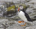 Free Puffin With Sandeels Stock Photography - 1151502