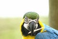 Free Macaw With Twig Royalty Free Stock Photo - 1151975