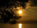 Free Tree Covers Sunset To The Sea Royalty Free Stock Photography - 1153417