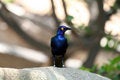 Free Blue-eared Glossy Starling Looking Left Royalty Free Stock Photography - 1158067