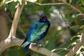 Free Blue Eared Glossy Starling Looking Over It S Shoulder Stock Photo - 1158090