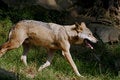 Free Wolf Stock Photography - 1158342
