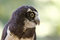 Free Spectacled Owl Royalty Free Stock Images - 1151969