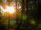 Free Sunrise In The Wood Stock Photo - 1152740