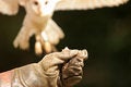 Free Owl Landing Royalty Free Stock Photography - 1160037