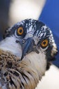Free Osprey (Pandion Haliaetus) Focus On Beak Royalty Free Stock Photos - 1160528