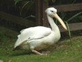 Free Large Pelican Royalty Free Stock Images - 1160569
