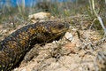 Free Stumpy Tail Lizard Closeup Stock Photo - 1161230