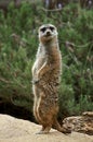 Free Meerkat Standing At Attention Stock Photography - 1161552