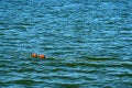 Free Line And Buoys Royalty Free Stock Photo - 1164315