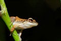Free Cute Frog Stock Image - 1164421