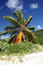 Free Tropical Paradise Palm Stock Photos - 1167163