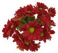 Free Bunch Of Dark Red Chrysantemums Royalty Free Stock Image - 1167666