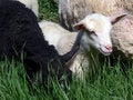 Free Lambs Royalty Free Stock Photos - 1169678
