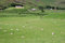 Free Irish Sheep Farm Stock Photography - 1167552