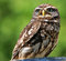 Free Owl Stock Photos - 11614943