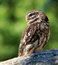 Free Owl Stock Image - 11614991