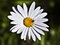 Free White And Yellow Daisy Flower Royalty Free Stock Photo - 11626905