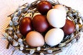 Free Easter Dyed Eggs In A Pussy-willow Nest Royalty Free Stock Image - 11690086