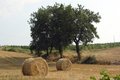 Free Tuscany Countryside Stock Photo - 1170030