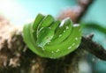 Free Green Tree Python Stock Image - 1170751